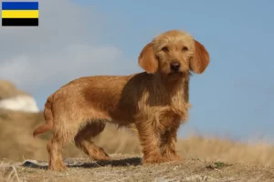 Lees meer over het artikel Basset fauve de Bretagne fokkers en pups in Gelderland