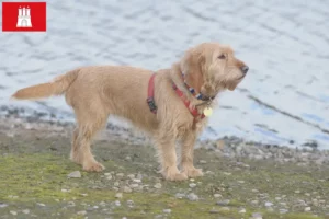Lees meer over het artikel Basset fauve de Bretagne fokkers en pups in Hamburg
