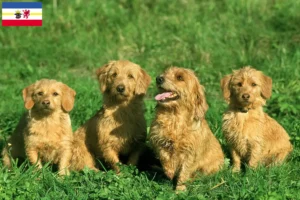 Lees meer over het artikel Basset fauve de Bretagne fokkers en pups in Mecklenburg-Vorpommern