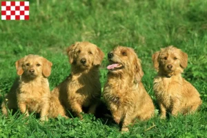 Lees meer over het artikel Basset fauve de Bretagne fokkers en pups in Noord-Brabant
