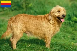 Lees meer over het artikel Basset fauve de Bretagne fokkers en pups in Noord-Holland