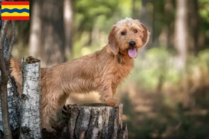 Lees meer over het artikel Basset fauve de Bretagne fokkers en pups in Overijssel