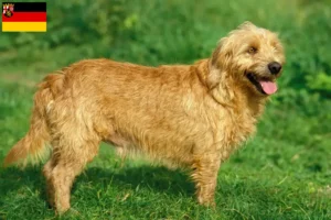 Lees meer over het artikel Basset fauve de Bretagne fokkers en pups in Rijnland-Palts