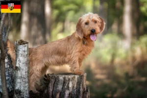 Lees meer over het artikel Basset fauve de Bretagne fokkers en pups in Saarland