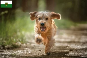 Lees meer over het artikel Basset fauve de Bretagne fokkers en pups in Saksen