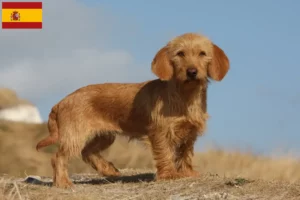 Lees meer over het artikel Basset fauve de Bretagne fokkers en pups in Spanje