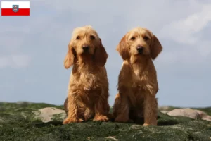 Lees meer over het artikel Basset fauve de Bretagne fokkers en pups in Thüringen