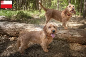 Lees meer over het artikel Basset fauve de Bretagne fokkers en pups in Utrecht