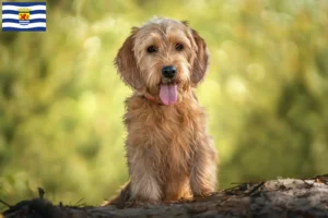 Lees meer over het artikel Basset fauve de Bretagne fokkers en pups in Zeeland