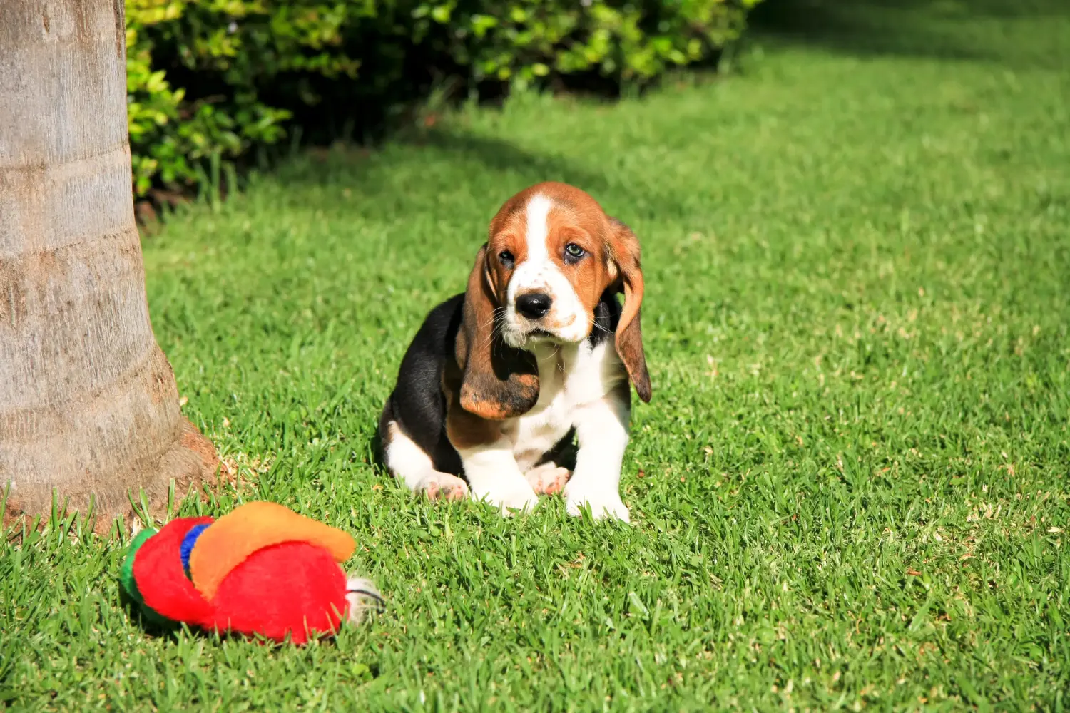 Een Basset Hound puppy kopen betekent verantwoordelijkheid nemen! Basset Hound puppy's kopen.