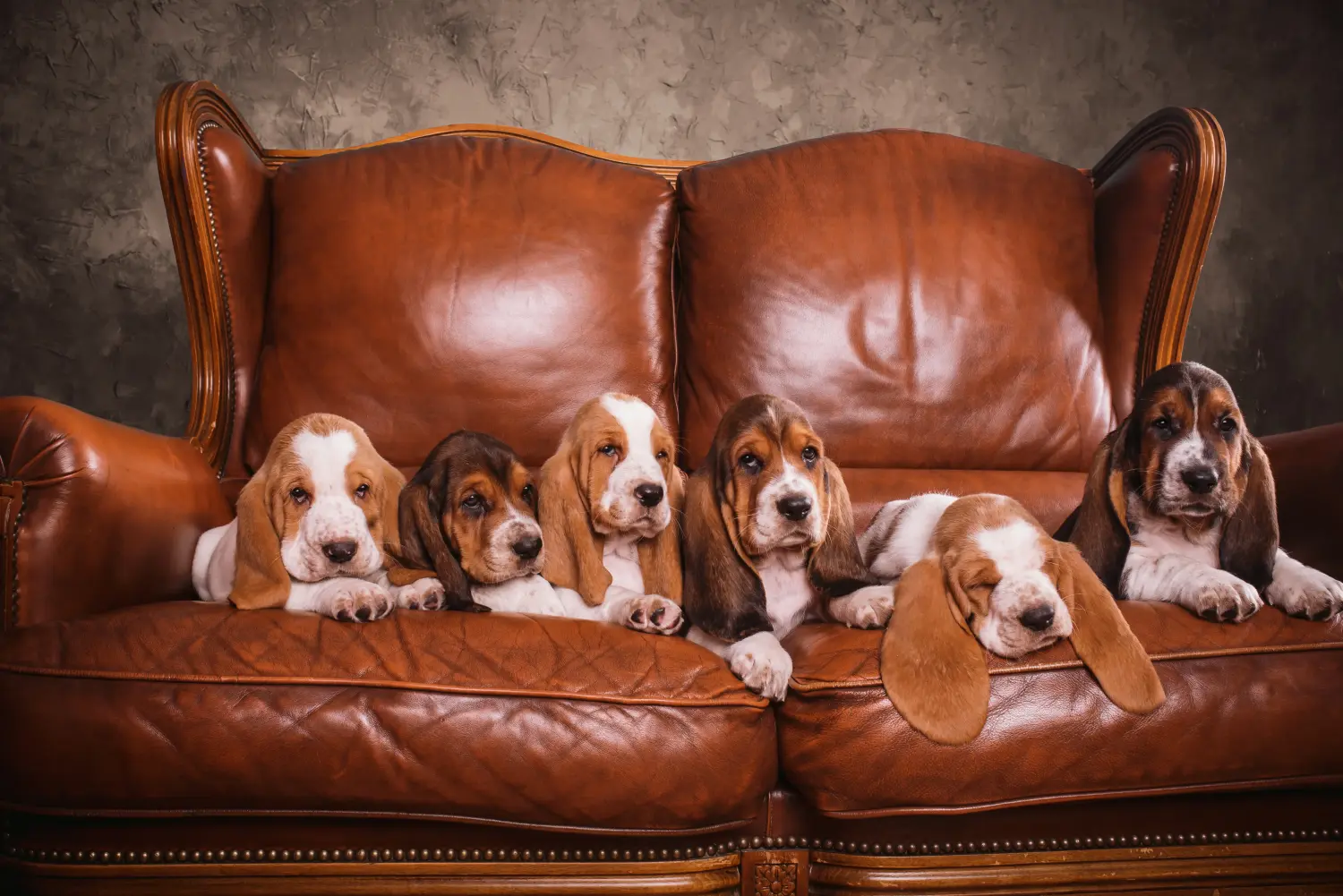 Een Basset Hound puppy kopen betekent verantwoordelijkheid nemen! Basset Hound puppy's kopen.