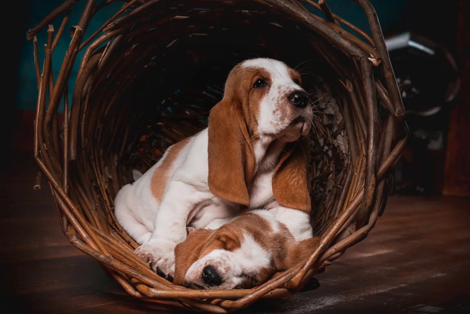 Een Basset Hound puppy kopen betekent verantwoordelijkheid nemen! Basset Hound puppy's kopen.