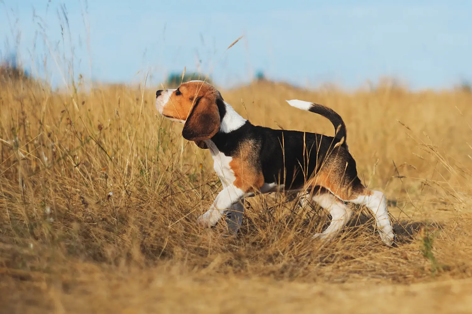 Een Beagle puppy kopen betekent verantwoordelijkheid nemen! Beagle puppy kopen.