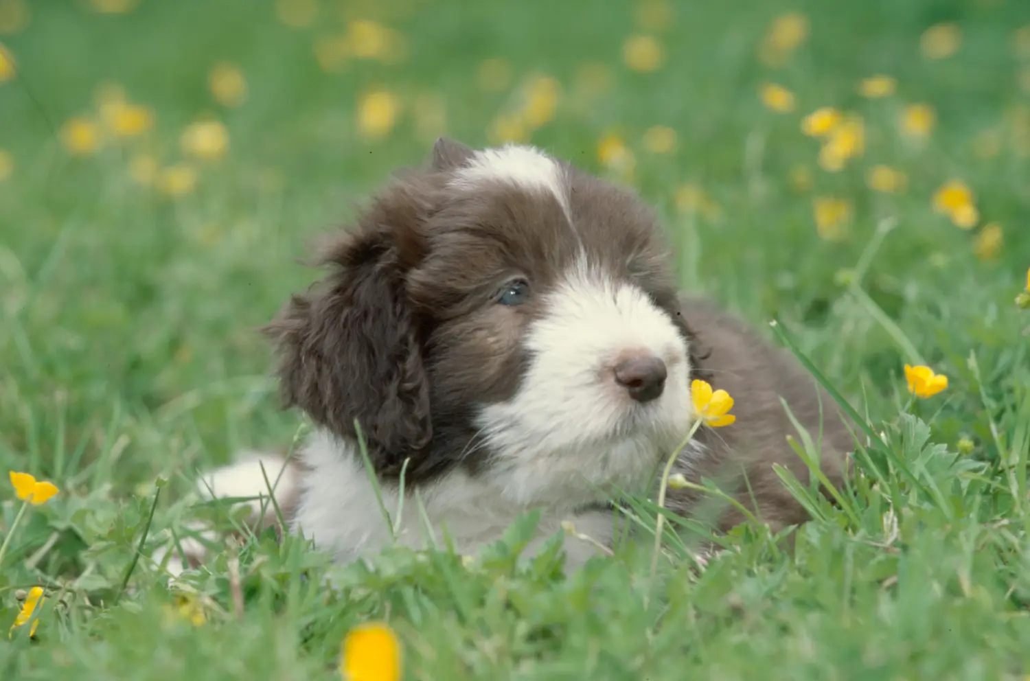 Een Bearded Collie puppy kopen betekent verantwoordelijkheid nemen! Bearded Collie puppy kopen.