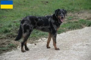 Lees meer over het artikel Beauceron fokkers en pups in Oekraïne