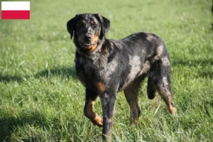 Lees meer over het artikel Beauceron fokkers en pups in Polen