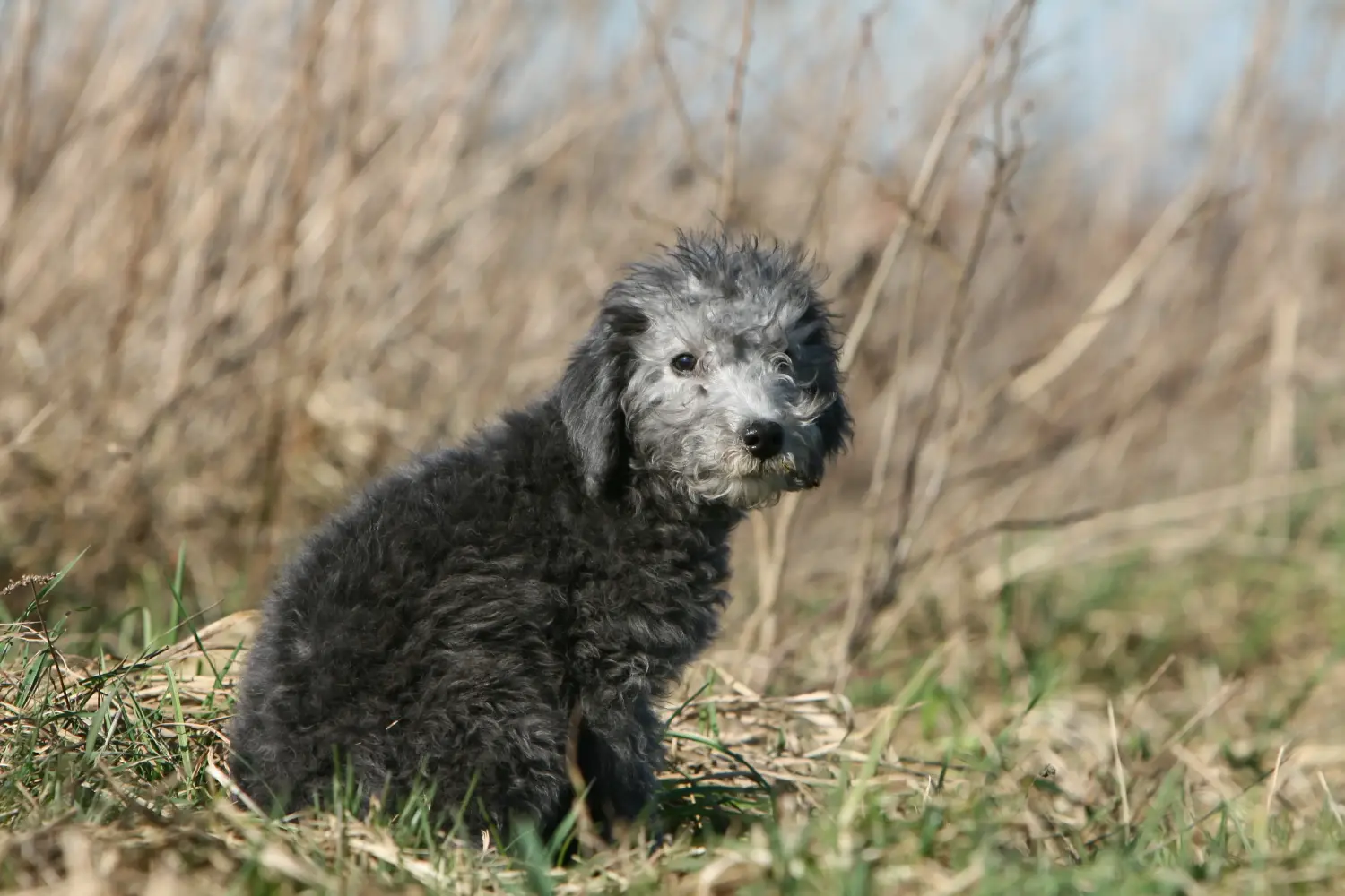 Een Bedlington Terrier puppy kopen betekent verantwoordelijkheid nemen! Bedlington Terrier puppy kopen.