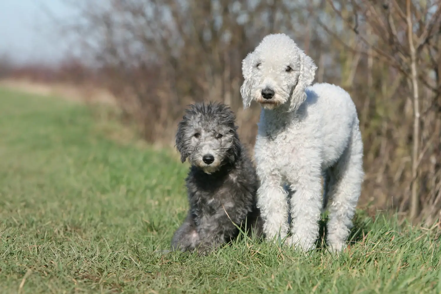 Een Bedlington Terrier puppy kopen betekent verantwoordelijkheid nemen! Bedlington Terrier puppy kopen.