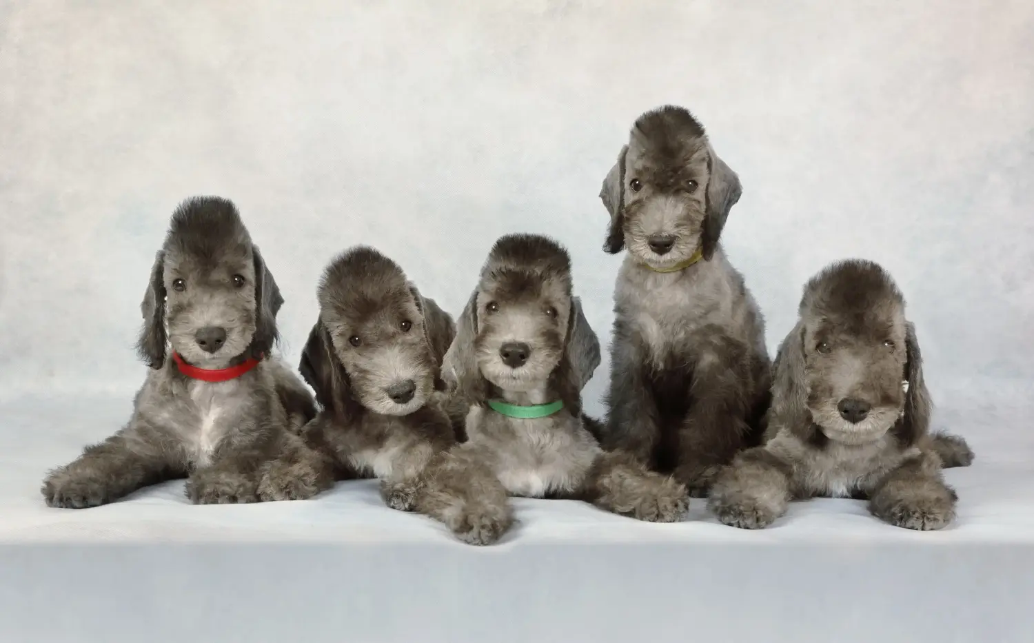 Een Bedlington Terrier puppy kopen betekent verantwoordelijkheid nemen! Bedlington Terrier puppy kopen.