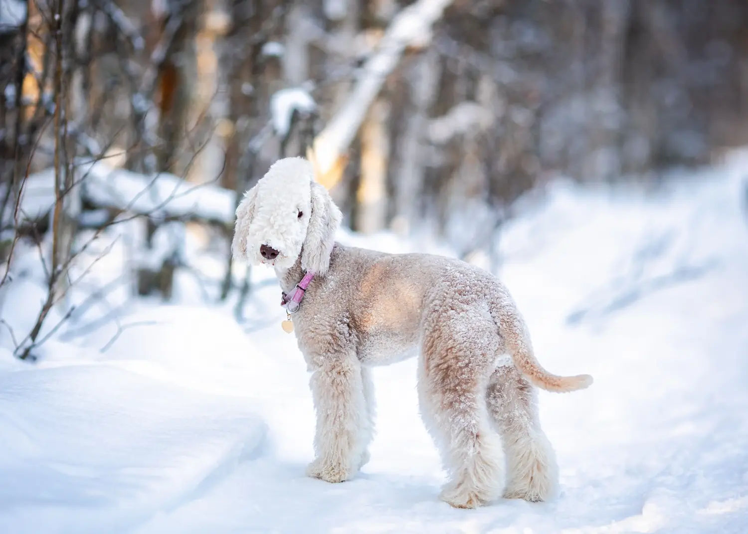 Een Bedlington Terrier puppy kopen betekent verantwoordelijkheid nemen! Bedlington Terrier puppy kopen.