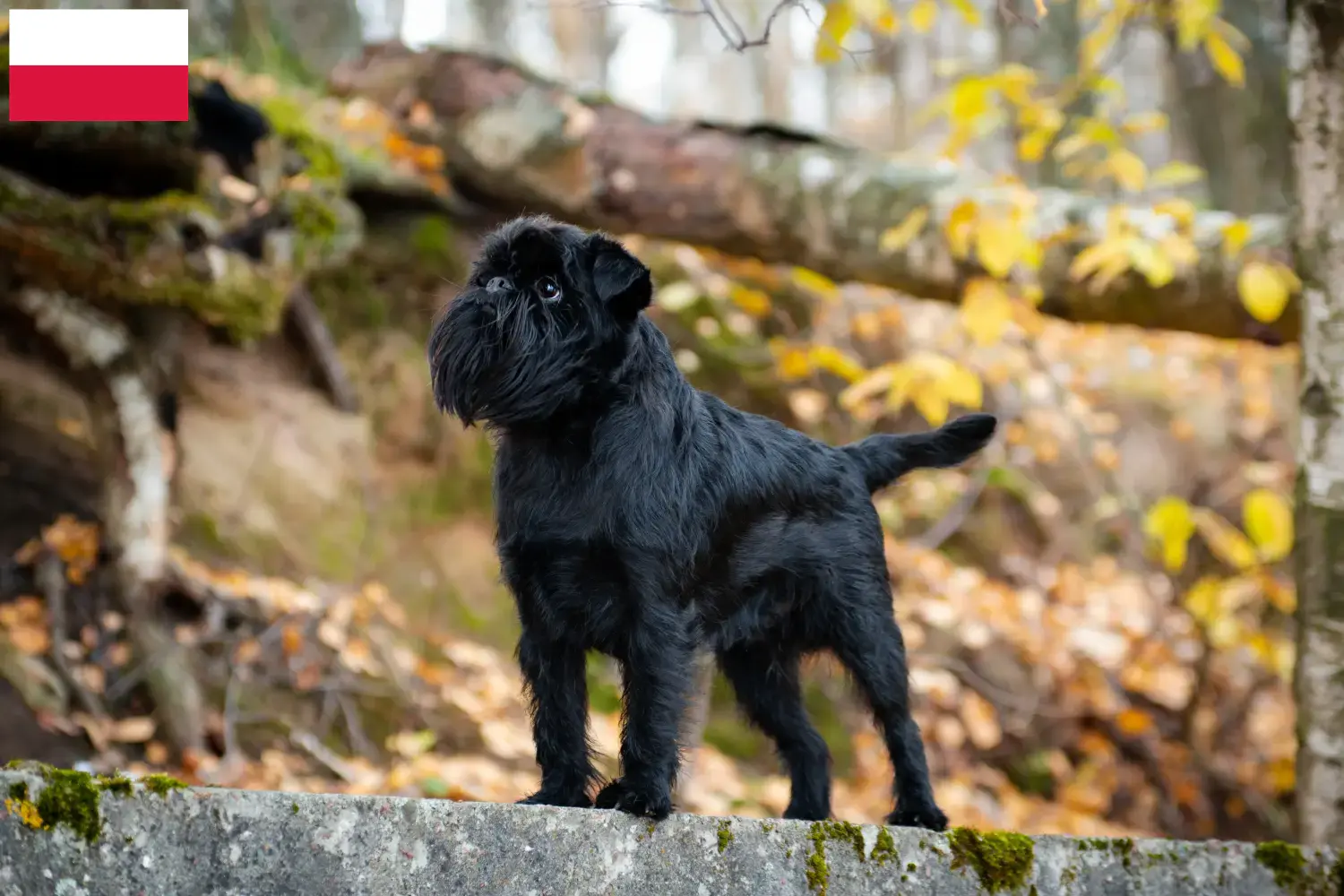 Lees meer over het artikel Belgische dwerg Griffon fokker en pups in Polen