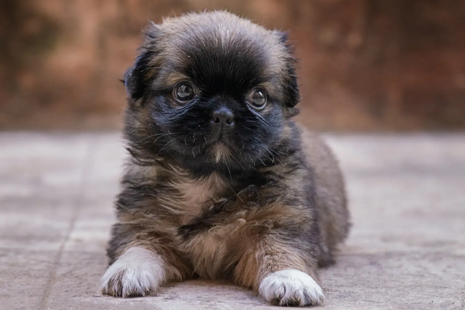 Een Belgische Dwerg Griffon puppy kopen betekent verantwoordelijkheid nemen! Belgische Dwerg Griffon puppy kopen.