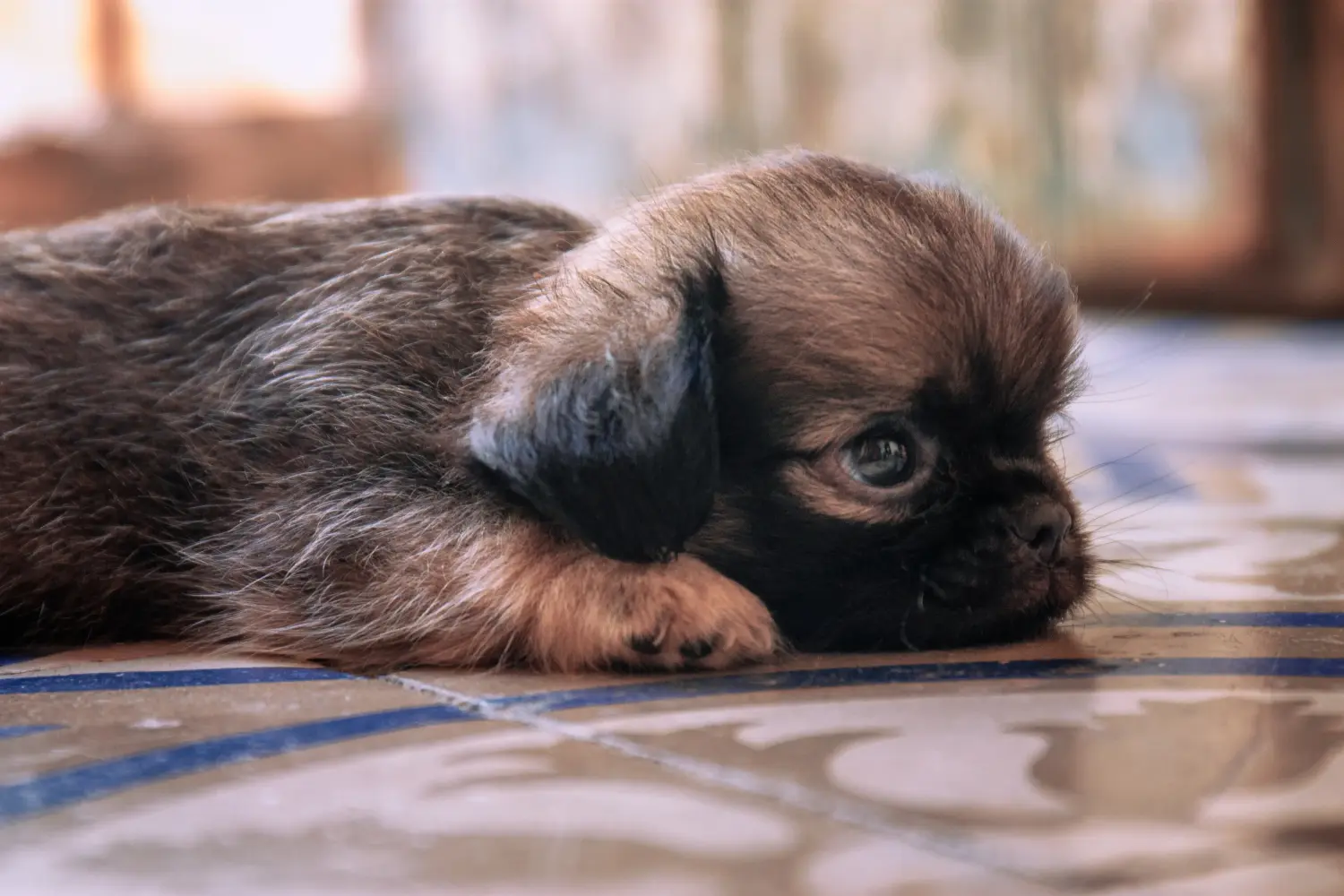 Een Belgische Dwerg Griffon puppy kopen betekent verantwoordelijkheid nemen! Belgische Dwerg Griffon puppy kopen.