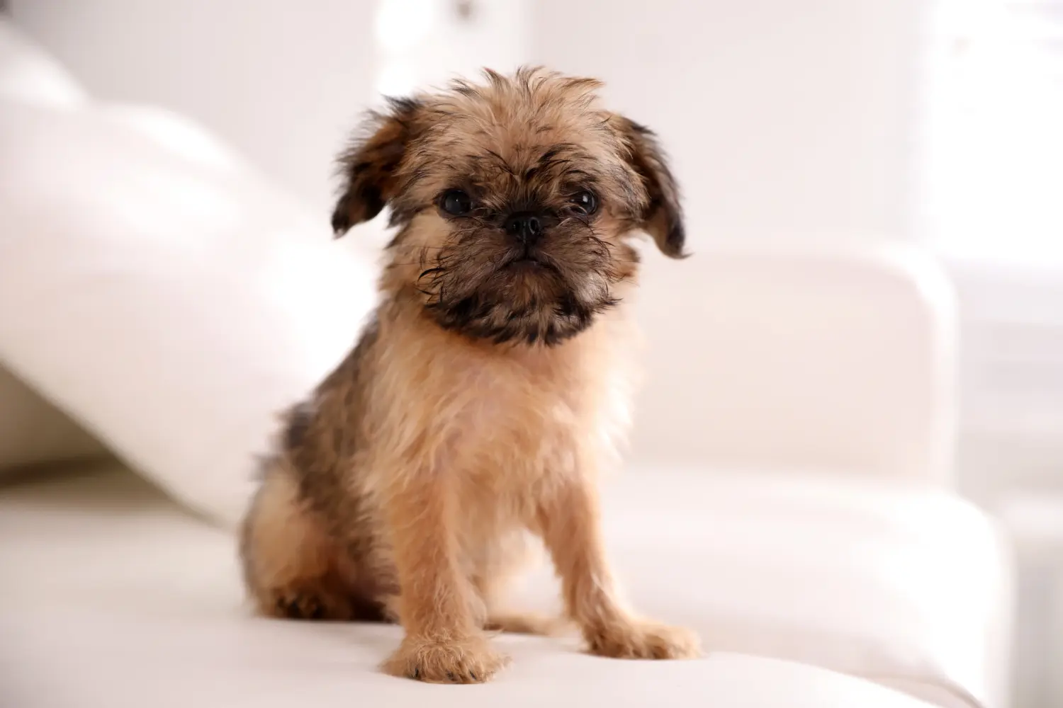 Een Belgische Dwerg Griffon puppy kopen betekent verantwoordelijkheid nemen! Belgische Dwerg Griffon puppy kopen.