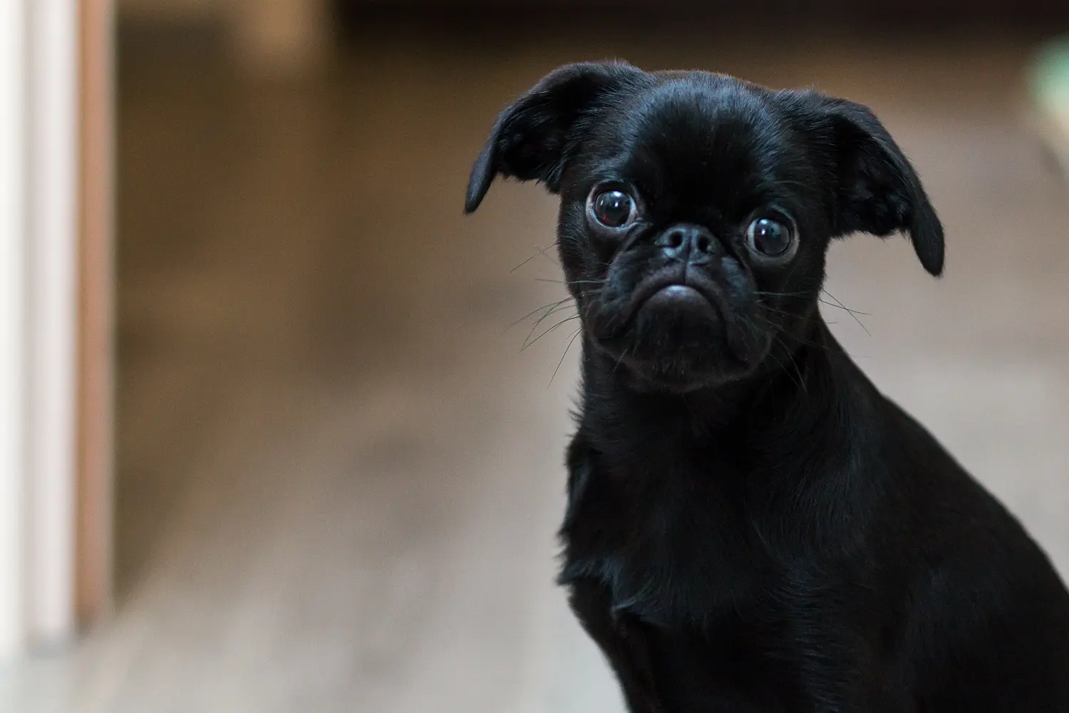 Een Belgische Dwerg Griffon puppy kopen betekent verantwoordelijkheid nemen! Belgische Dwerg Griffon puppy kopen.