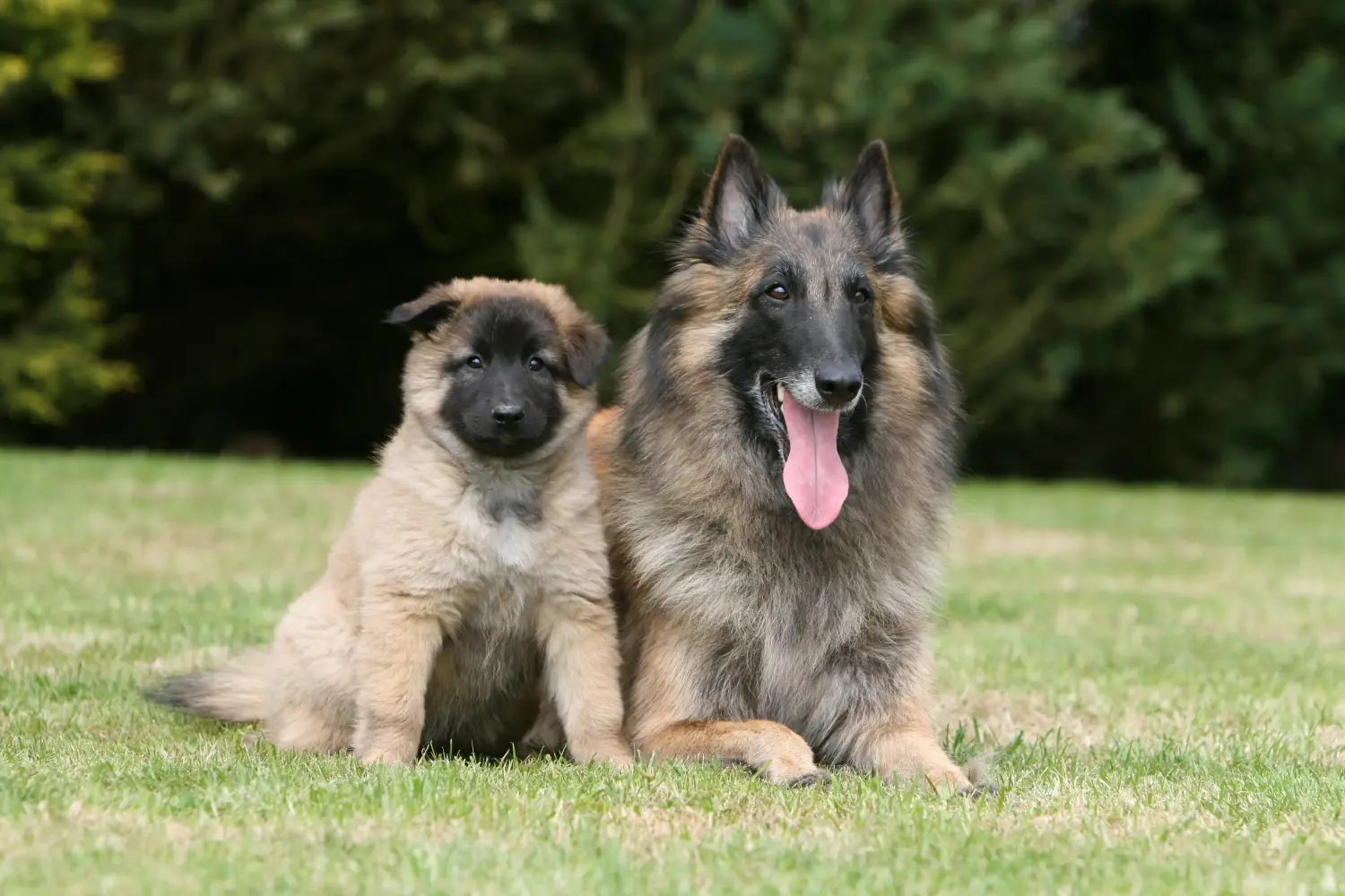 Een Belgische herder puppy kopen betekent verantwoordelijkheid nemen! Belgische herder puppy's kopen.