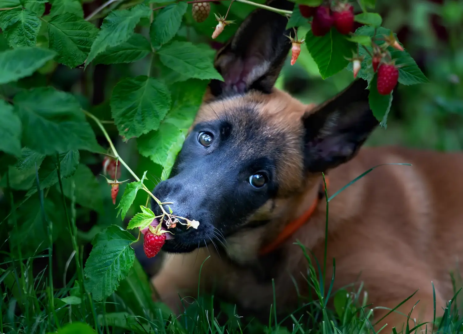 Een Belgische herder puppy kopen betekent verantwoordelijkheid nemen! Belgische herder puppy's kopen.