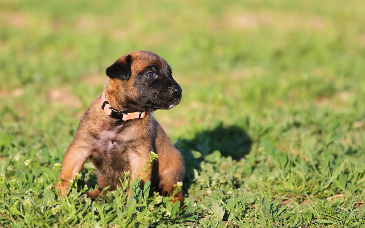 Een Belgische herder puppy kopen betekent verantwoordelijkheid nemen! Belgische herder puppy's kopen.