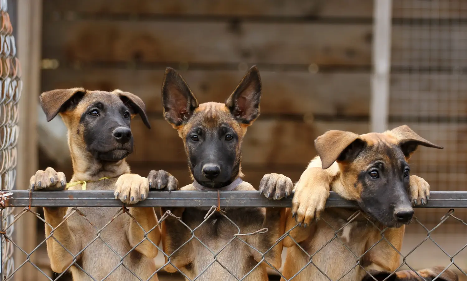 Een Belgische herder puppy kopen betekent verantwoordelijkheid nemen! Belgische herder puppy's kopen.