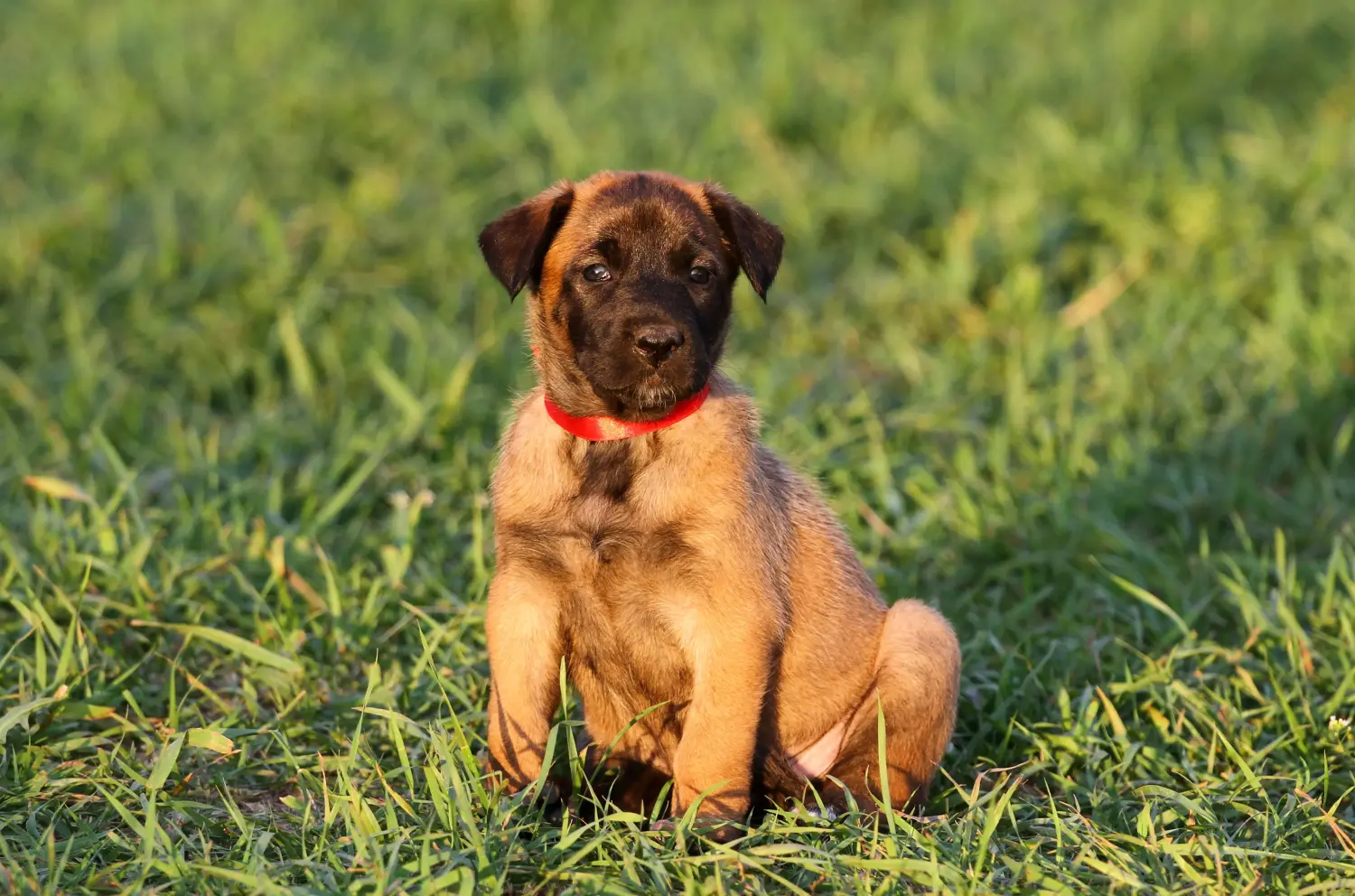Een Belgische herder puppy kopen betekent verantwoordelijkheid nemen! Belgische herder puppy's kopen.