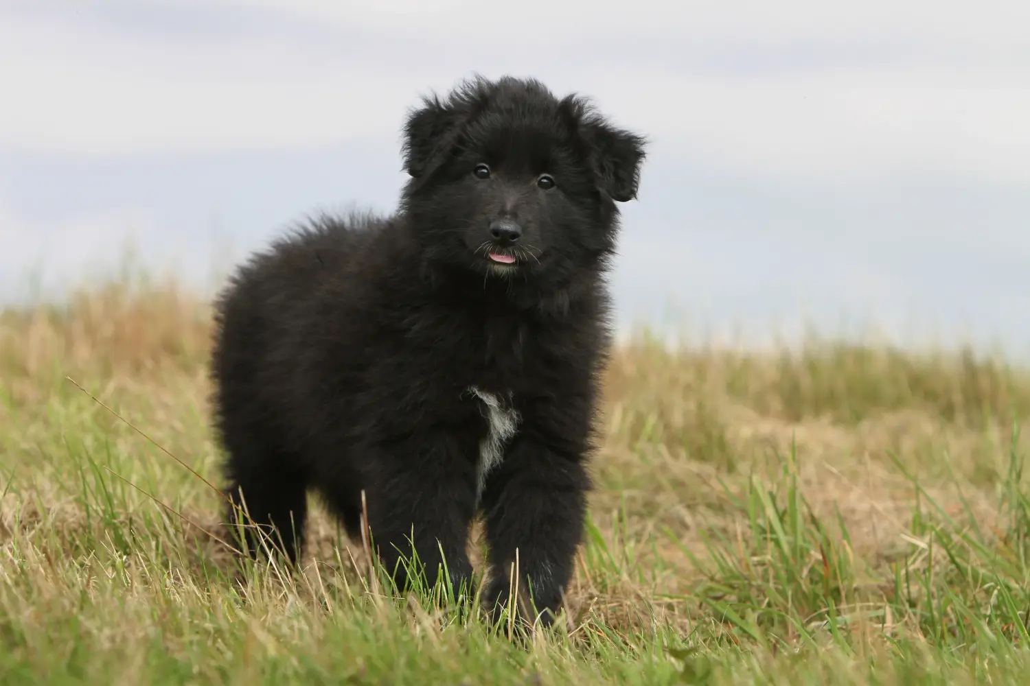 Een Belgische herder puppy kopen betekent verantwoordelijkheid nemen! Belgische herder puppy's kopen.