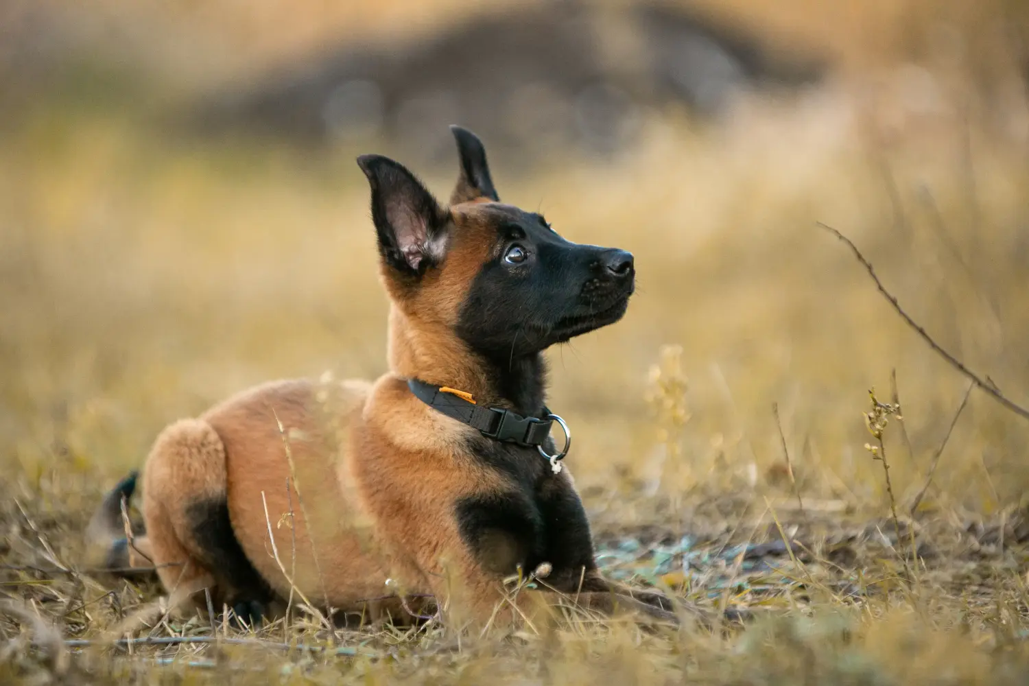 Een Belgische herder puppy kopen betekent verantwoordelijkheid nemen! Belgische herder puppy's kopen.