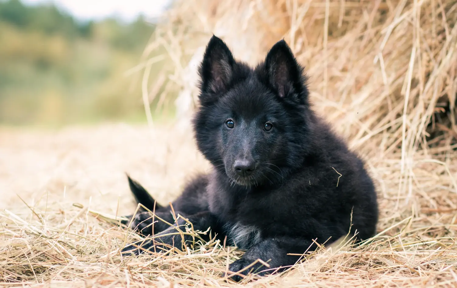 Een Belgische herder puppy kopen betekent verantwoordelijkheid nemen! Belgische herder puppy's kopen.