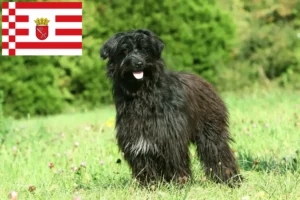 Lees meer over het artikel Berger des Pyrenees fokkers en pups in Bremen