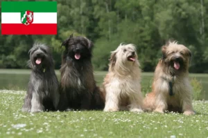 Lees meer over het artikel Berger des Pyrenees fokkers en pups in Noordrijn-Westfalen
