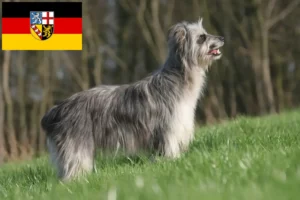Lees meer over het artikel Berger des Pyrenees fokkers en pups in Saarland