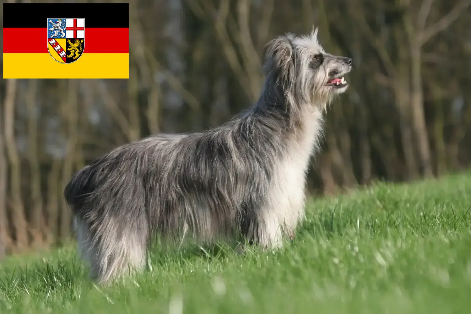 Lees meer over het artikel Berger des Pyrenees fokkers en pups in Saarland