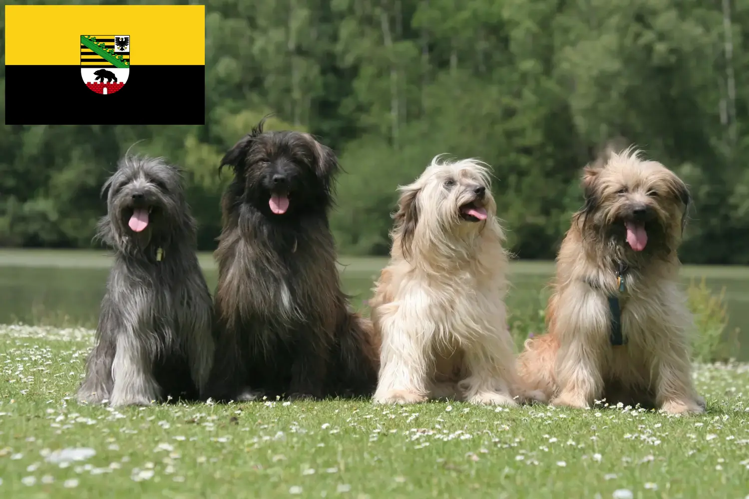 Berger des Pyrenees pups en fokkers Saksen-Anhalt Hier vind je Berger des Pyrenees fokkers in Saksen-Anhalt.