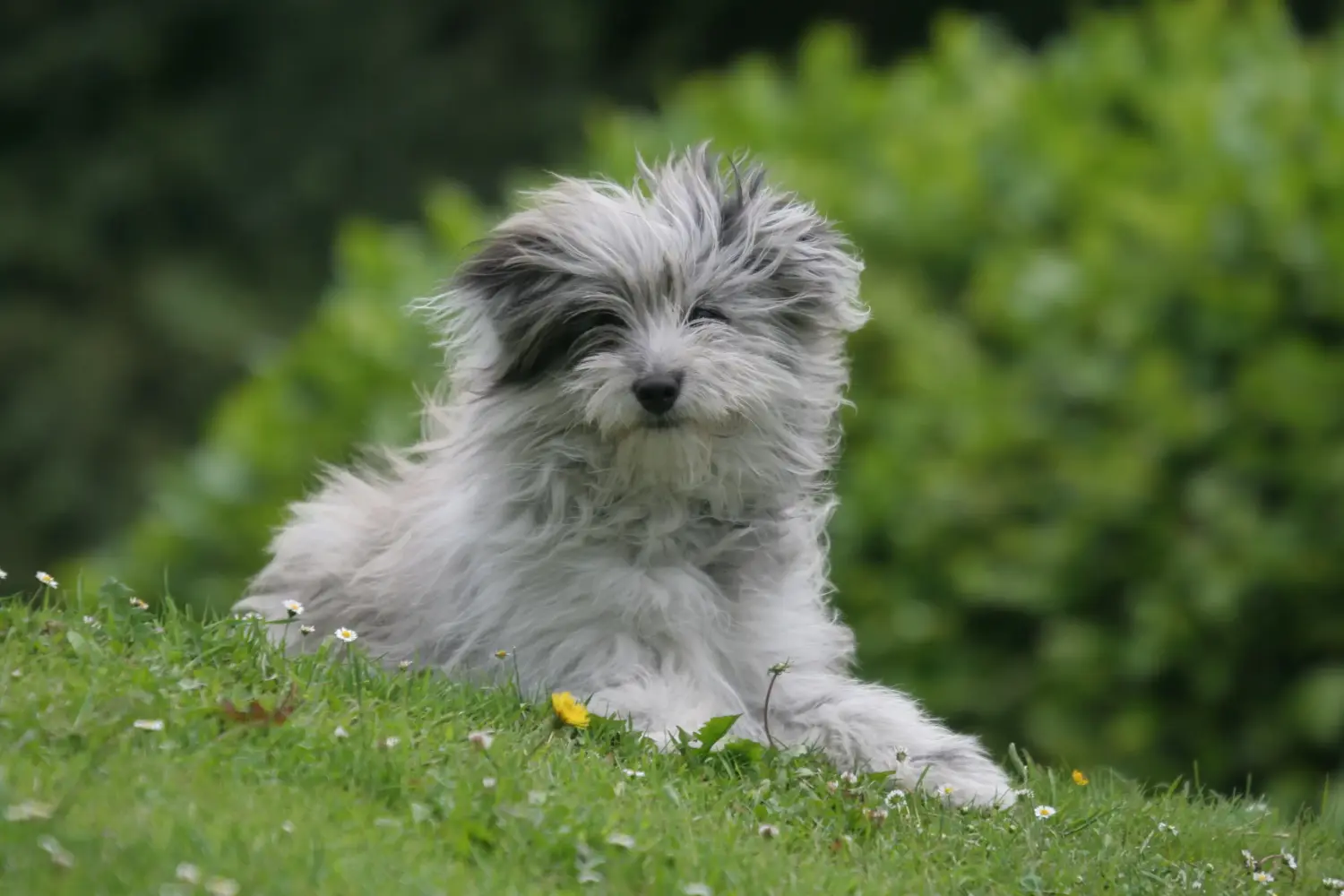 Een Berger des Pyrenees puppy kopen betekent verantwoordelijkheid nemen! Koop Berger des Pyrenees puppy's.