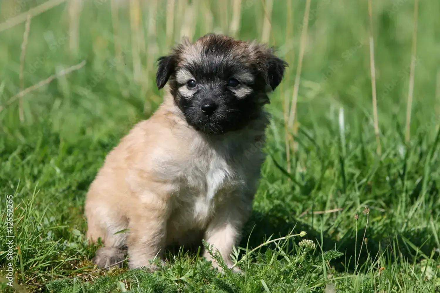 Een Berger des Pyrenees puppy kopen betekent verantwoordelijkheid nemen! Koop Berger des Pyrenees puppy's.