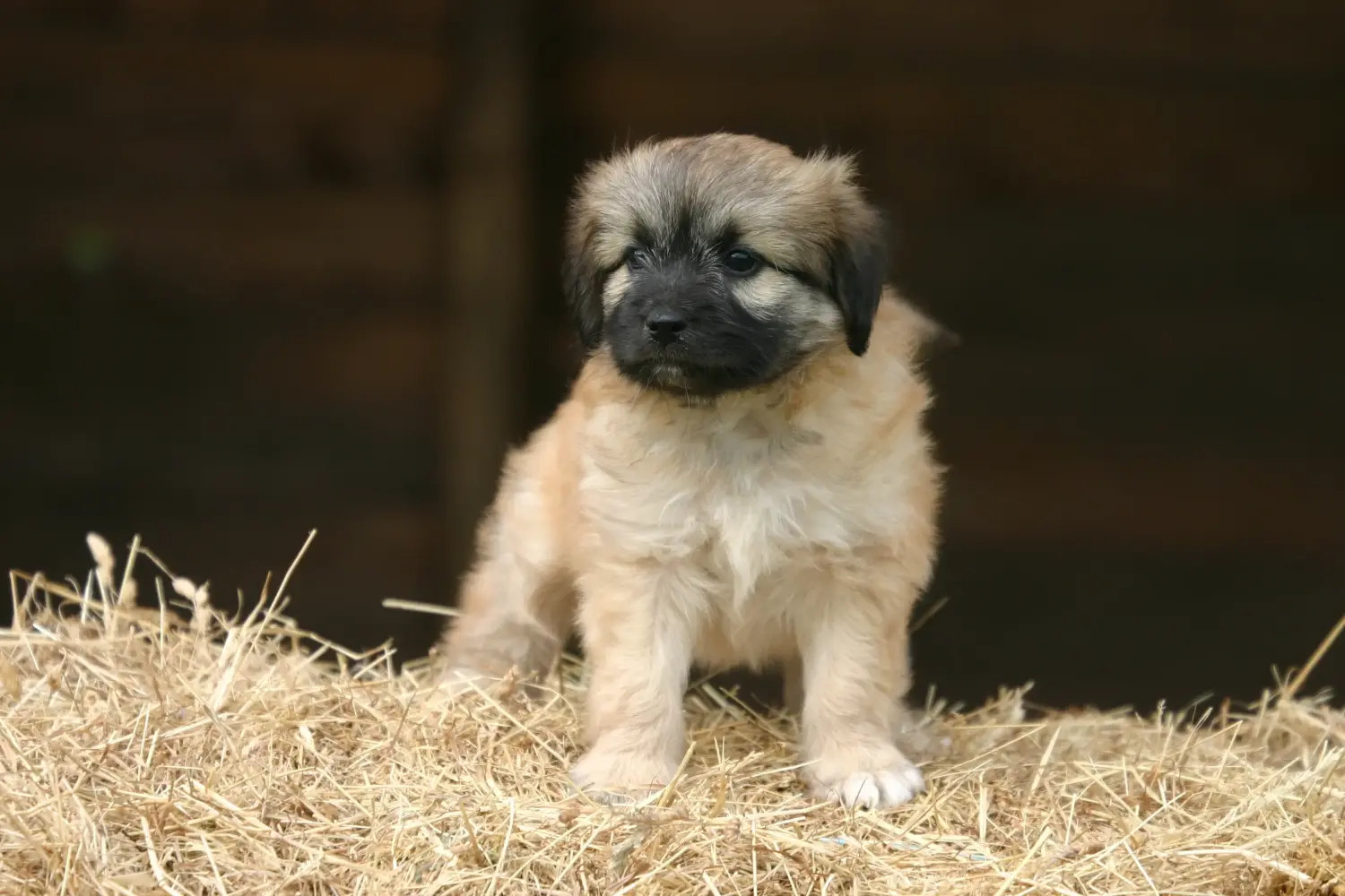 Een Berger des Pyrenees puppy kopen betekent verantwoordelijkheid nemen! Koop Berger des Pyrenees puppy's.