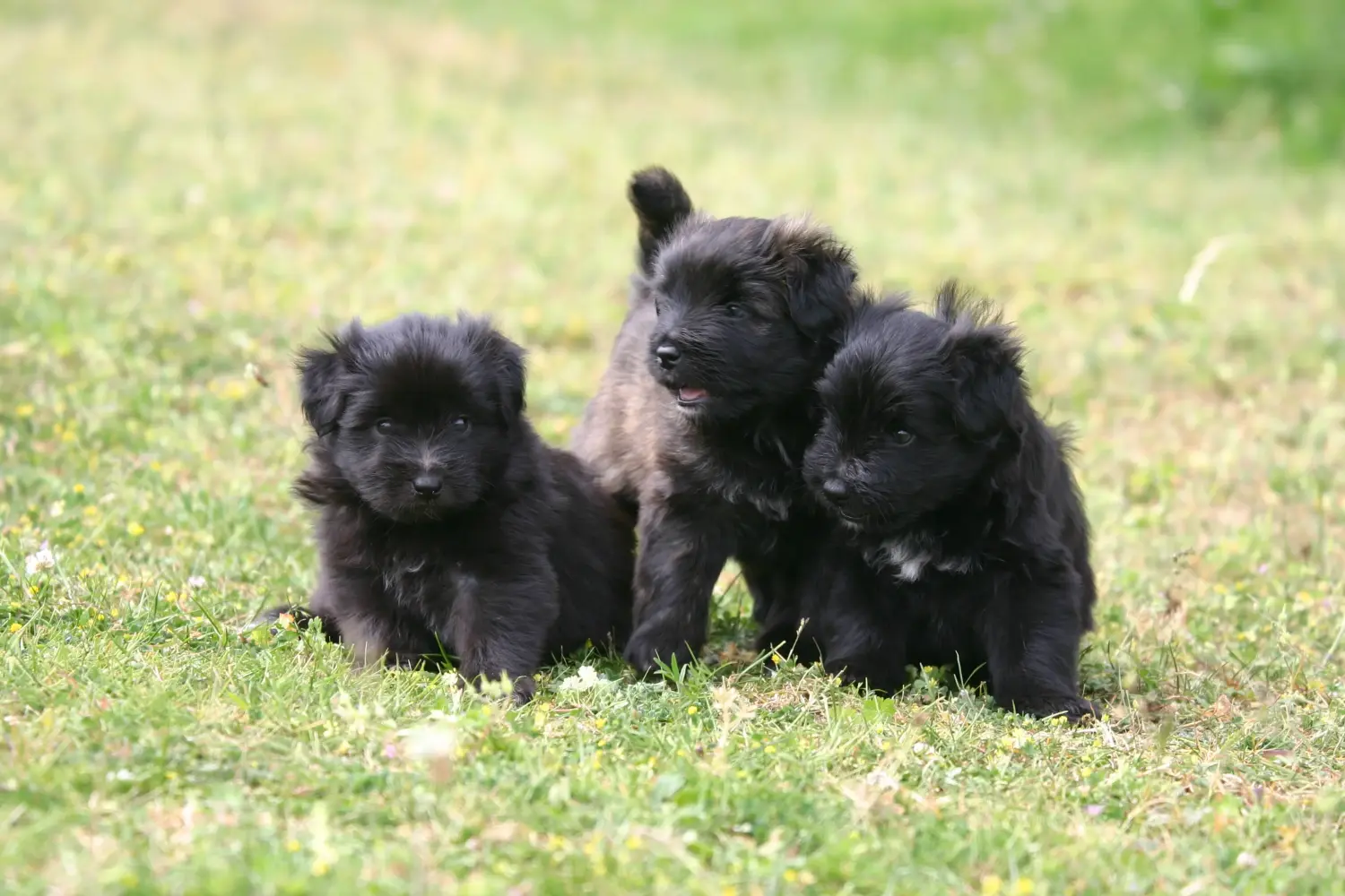 Een Berger des Pyrenees puppy kopen betekent verantwoordelijkheid nemen! Koop Berger des Pyrenees puppy's.