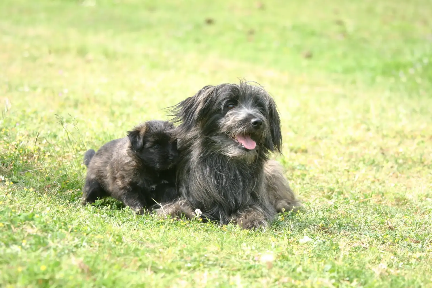 Een Berger des Pyrenees puppy kopen betekent verantwoordelijkheid nemen! Koop Berger des Pyrenees puppy's.