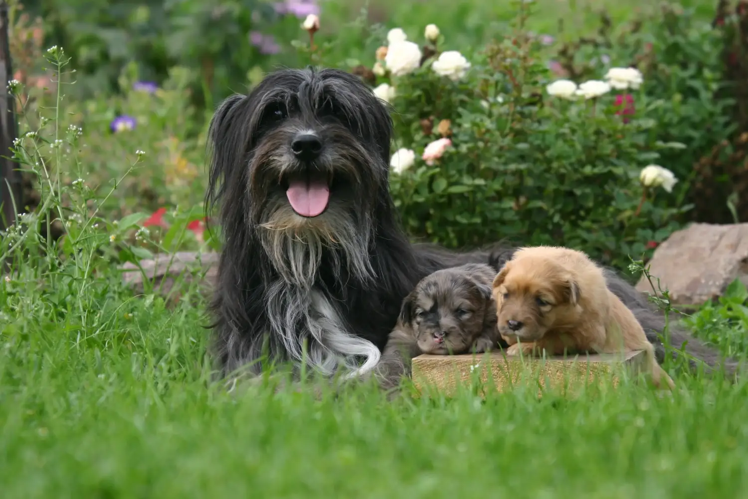 Een Berger des Pyrenees puppy kopen betekent verantwoordelijkheid nemen! Koop Berger des Pyrenees puppy's.