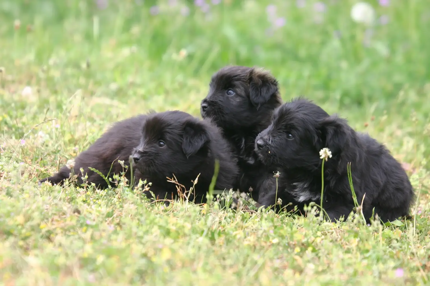 Een Berger des Pyrenees puppy kopen betekent verantwoordelijkheid nemen! Koop Berger des Pyrenees puppy's.