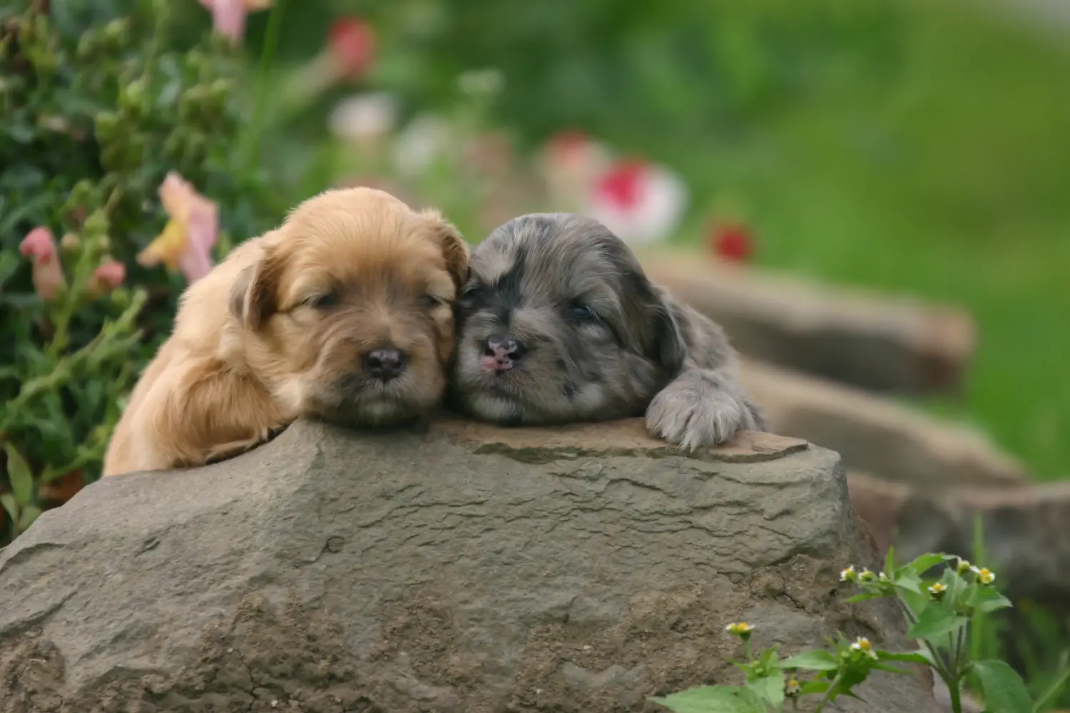 Een Berger des Pyrenees puppy kopen betekent verantwoordelijkheid nemen! Koop Berger des Pyrenees puppy's.